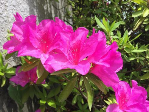 Agroturismo Suzume-an