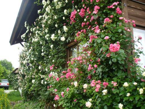 Bed & Breakfast Pension Apple