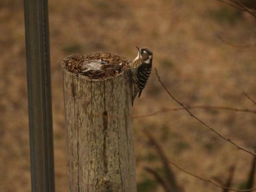 Hostal Hillside Inn Sirocco