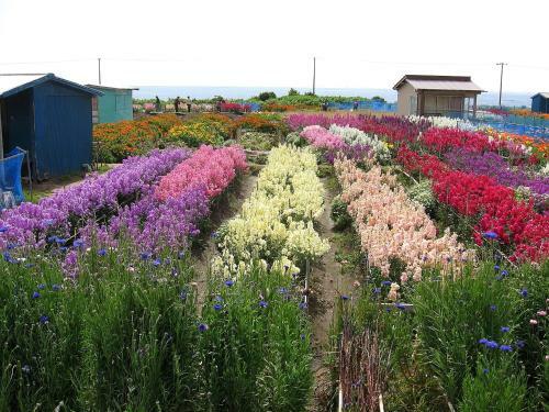 Hostal Hillside Inn Sirocco