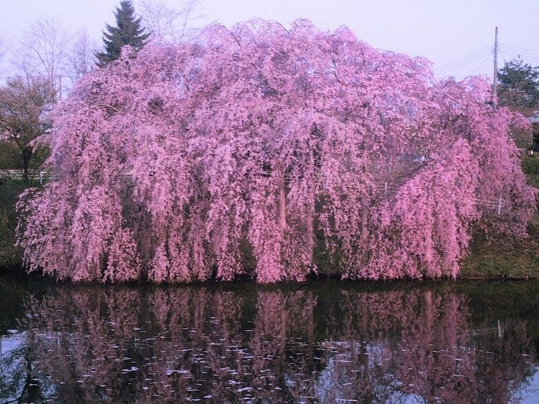 Yamayuri No Yado