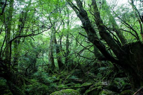 Posada Ananda Chillage Yakushima