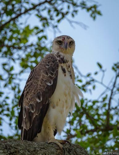 Lodge Mara Big Five Camp