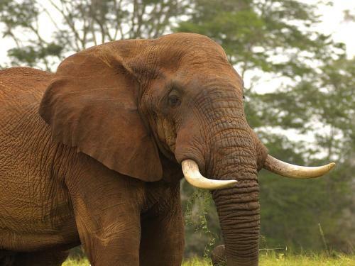 Sarova Taita Hills Game Lodge