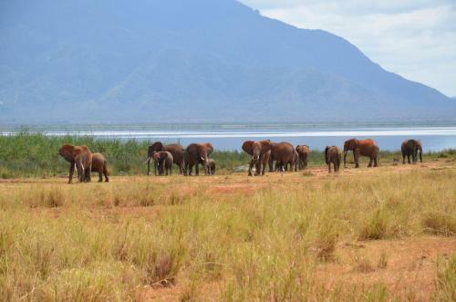Hotel Lake Jipe Safari Camp