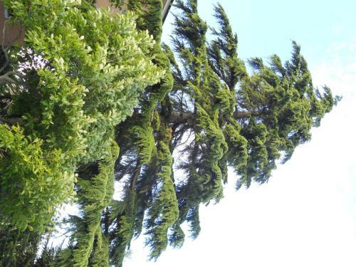 Apartamento Il Cedro
