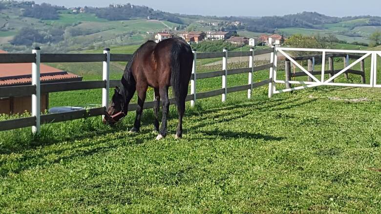 Agroturismo Allevamento B&B