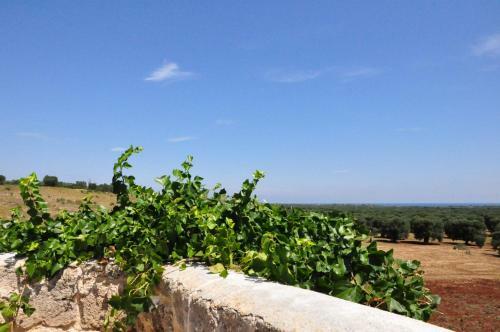 Agroturismo Masseria Le Terrazze Di Serranova
