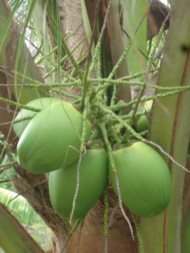Wasantha Guest