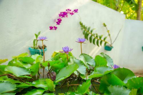 Apartamento Lotus Lodge