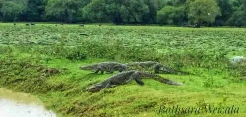 Villa Yala Crocodile Park Bungalow