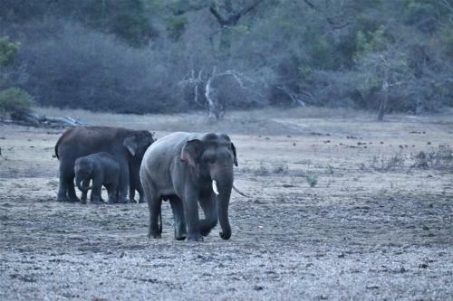 Base Camp Wilpattu