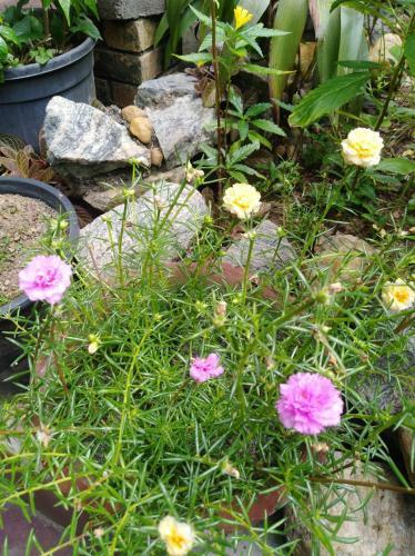 Roches 'cozy Corner'
