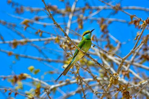 Eco Island Sri Lanka Tented Safari Camp Yala