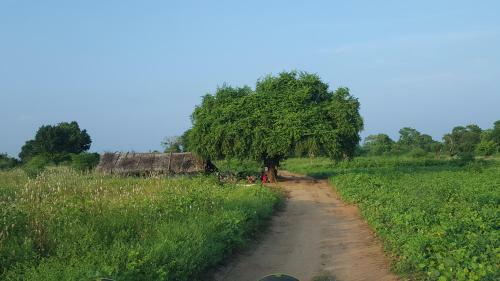 Eco Island Sri Lanka Tented Safari Camp Yala