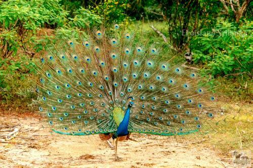 Eco Island Sri Lanka Tented Safari Camp Yala