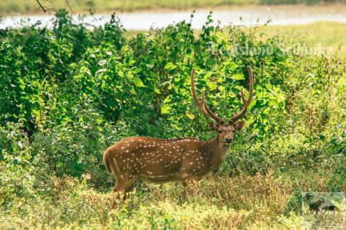 Eco Island Sri Lanka Tented Safari Camp Yala