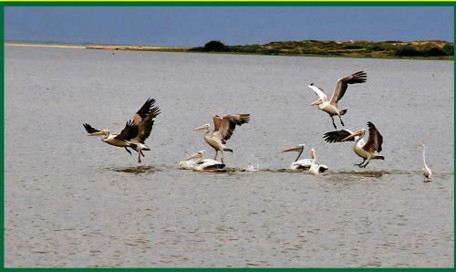 Eco Island Sri Lanka Tented Safari Camp Yala