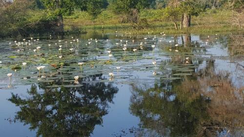 Eco Island Sri Lanka Tented Safari Camp Yala