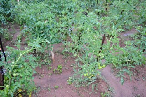 Hostal Vegetable Garden