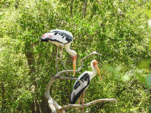 Rivosen Camp Yala Safari
