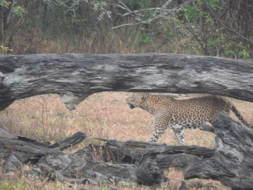 Rivosen Camp Yala Safari