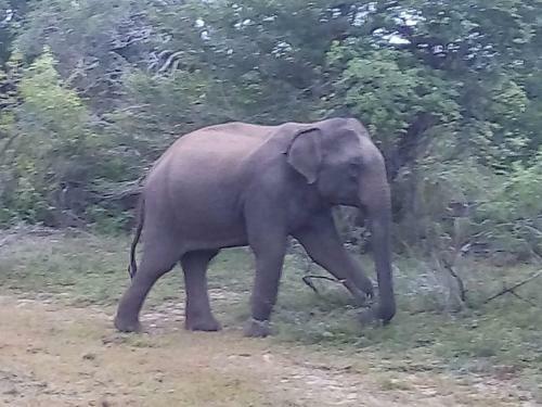 Rivosen Camp Yala Safari