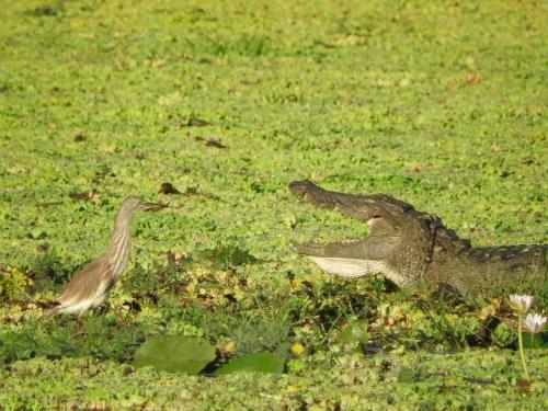 Rivosen Camp Yala Safari