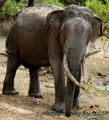 Leopard Spotting Camp - Yala