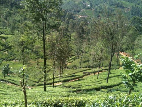 Subash Hotel
