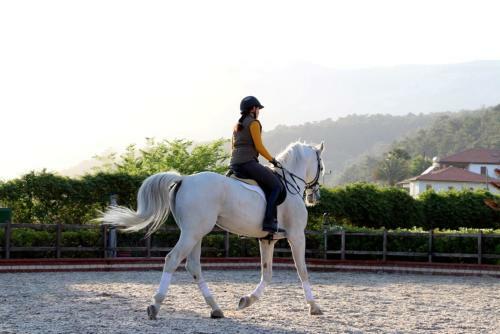 Padok Premium Hotel & Stables