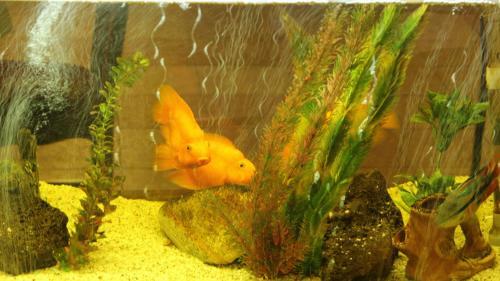 Hotel Melody