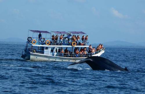 Hostal Bluewhale Lagoon Resort Ahangama