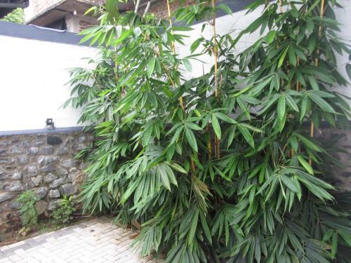 Hostal Twin Villa 22