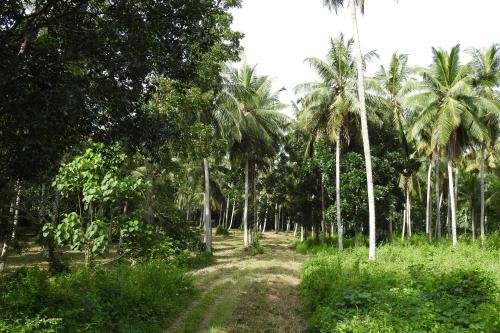 Hotel Ambarella Lodge - Katunayake