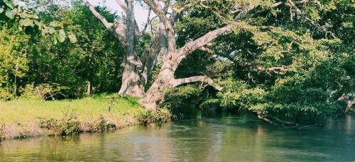 Hotel Wilpattu Nature Resort