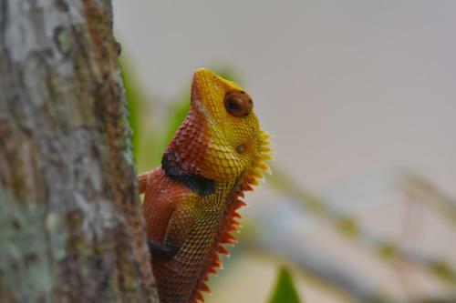 Explorer By Mahoora - Gal Oya National Park (All Inclusive)