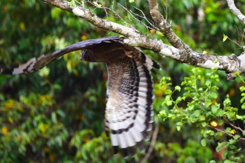 Explorer By Mahoora - Gal Oya National Park (All Inclusive)