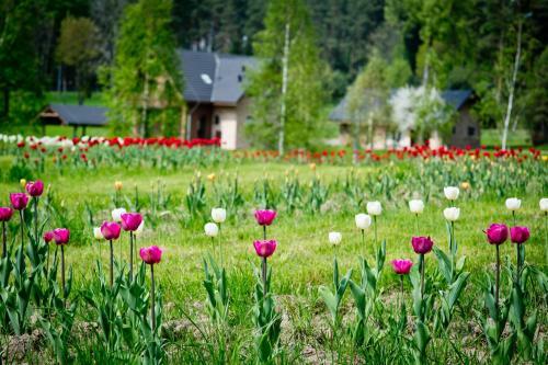 Hotel Harmony Park Countryside Villas
