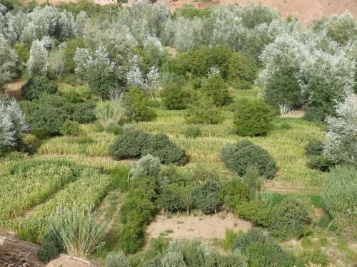 Posada Kasbah Ait Arbi