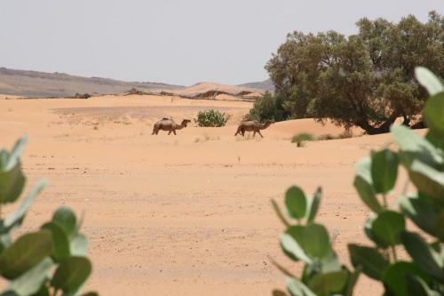 Bed & Breakfast Kasbah Casa Khamlia