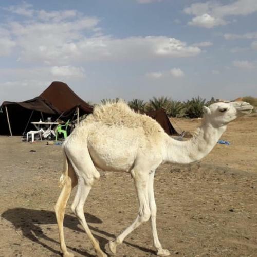 Magical Berber Camp