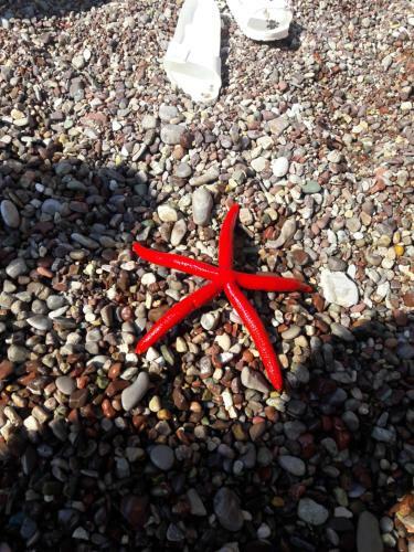 Sea Star Apartment
