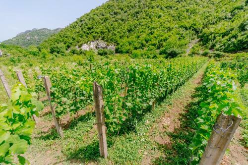 Agroturismo Rustic House Lekovi?