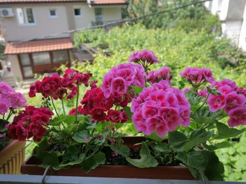 Hostal Apartments Blagoje