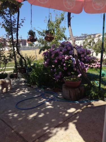 Bed & Breakfast Frile Apartments