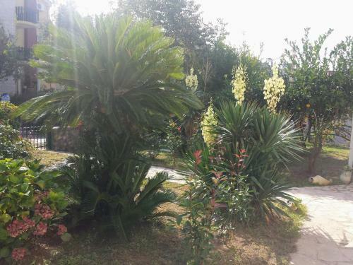 Apartamento Guest House Djonovic