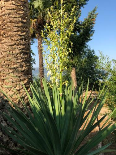 Villa Holiday Home Nives