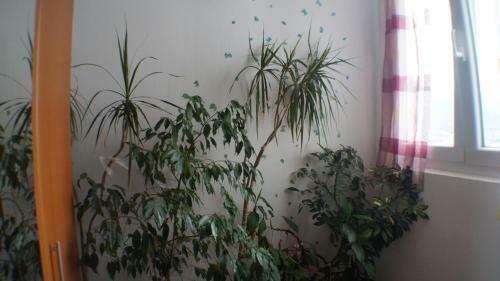 Apartamento Montenegrin Beauty Star