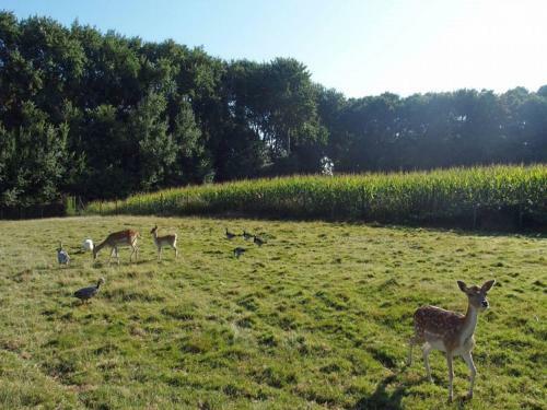 Comfortable Holiday Home In Oostkapelle Near Beach